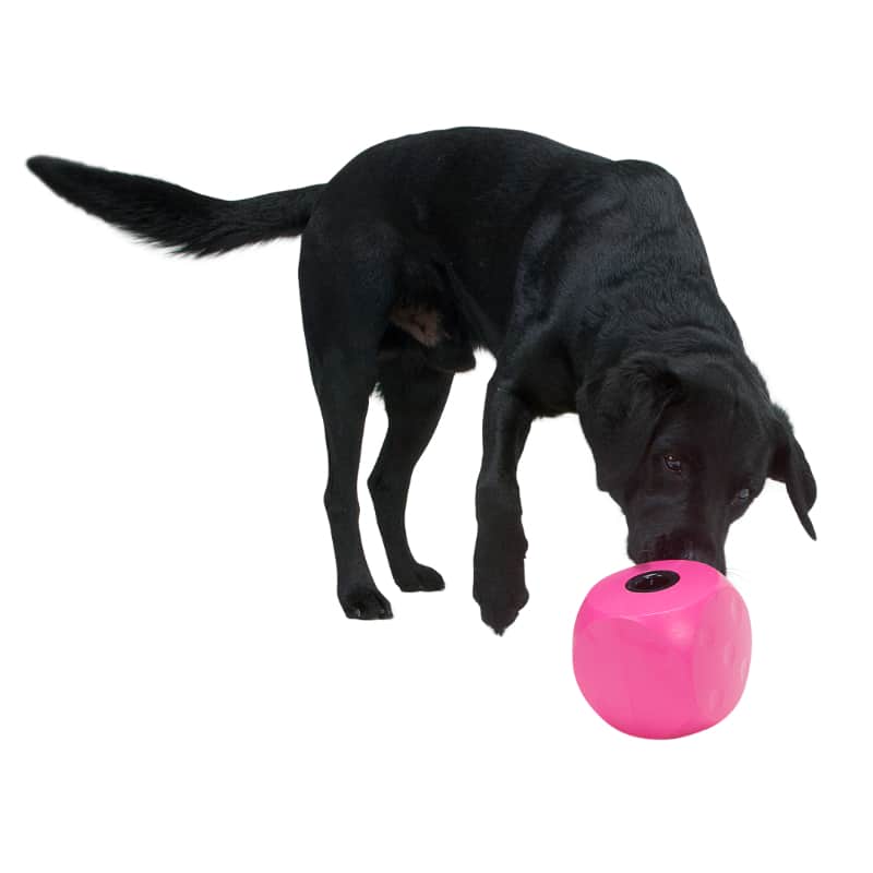 Buster Food Cube Lilla - Dogtoys  - 5703188248893